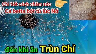 Chi tiết về cách Chăm Sóc Cá Betta Bột từ lúc nở đến khi ăn trùng |THANH HẢI BETTA|