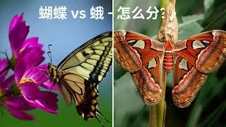 蝴蝶 vs 蛾   怎么分