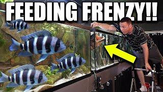 DIY FISH FOOD for AQUARIUM! (Homemade) - the king of DIY