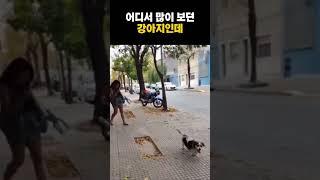 어디서 많이 보던 강아지인