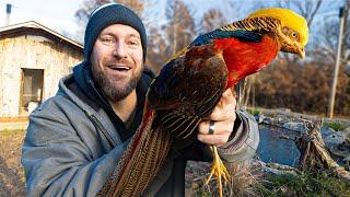 We Finally Released Birds Into the Aviary!