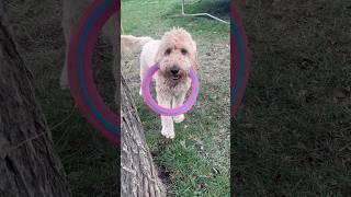 Drop it Prince!  When your dog has no clue how to play fetch. #dogs #dogplaying #fyp #dogshorts