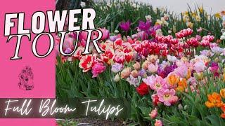 APRIL FLOWER TOUR: TULIPS IN FULL BLOOM!! - Cut Flower Garden - Tulips, Daffodils, and Ranucnulus