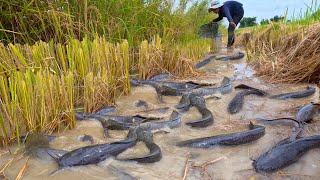 WOW WOW! Great fishermen catch many fish by hand in the fields as well as other places