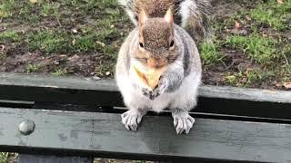 FUNNY SQUIRREL STEALING FOOD FROM MY BAG - LONDON HYDE PARK -4K