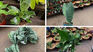 Newly Arrived Houseplants: Variegated Peace Lily, Scindapsus Exotica, Whale Fin, Birkin