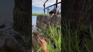 Fishing videos, Catch fish, Net fishing movie, with Phann Phuy Fishing