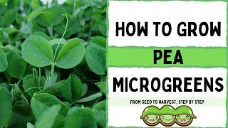 How to Grow Pea Microgreens |  Full Walk-through |  Speckled Pea |  On The Grow