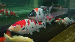 Amazing Backyard Feng Shui Koi Pond in London! **BIG KOI FISH**