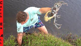 GIANT MUD CRAB Digging in FLORIDA!