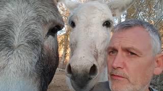 Naughty donkeys getting told off.