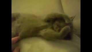 Funny cat