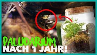 UNGLAUBLICH! So hat sich das Lidl Terrarium nach 1 Jahr | AquaTerraTV