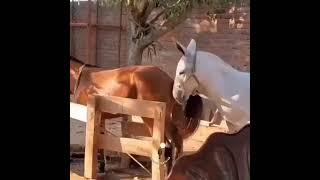 Caballos,mulos o burros