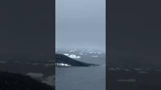 humpback whale Antarctichumpback whale #antarctica 