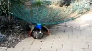 Peacock Mating 12