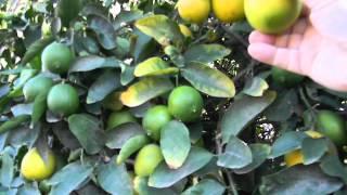 Bearss Lime r Persian Lime Fruit