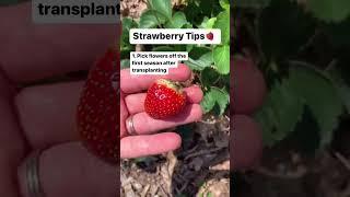 3 Tips for Growing Strawberries!  Gardening Tips | Baker Hill Farm