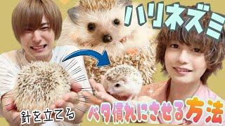 親友の人慣れしていないハリネズミをベタ慣れにしました。 A hedgehog unfamiliar with people