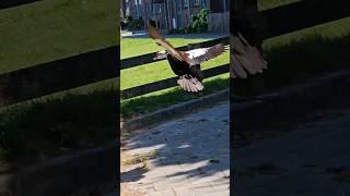 Flying muscovy duck