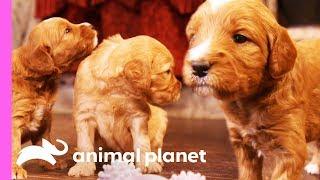 A Dozen Goldendoodle Puppies Take Over This House! | Too Cute!