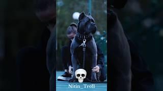 DOG Transformation ️