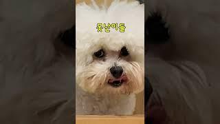 아이들과 애견카페 탐방