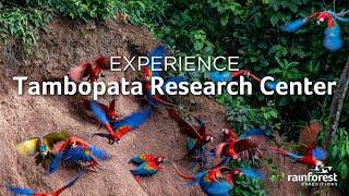 Discover the Enchanted Wilderness at Tambopata Research Center