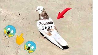 kabootar pakra 2021 ||  faisalabad pigeon