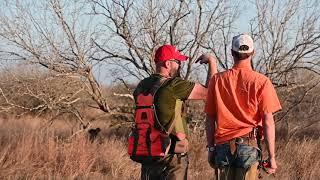 Texas Quail Hunt