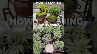 Growmie Gave Me DYING Cannabis Plants to Fix