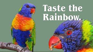 Rainbow Lorikeets