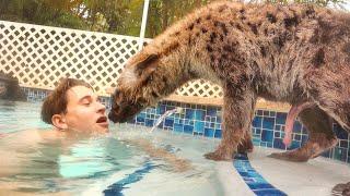 TEACHING BABY HYENA HOW TO SWIM !