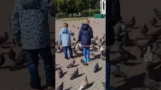 Кормление голубей))pigeons#голуби #бульвар #дети #pigeon #tata#кормить