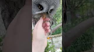 When your Great Grey Owl missed you  #birds #shorts #owl #love