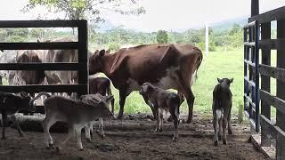 Trabajo de llano en la finca