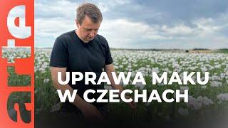 Uprawa maku w Czechach | ARTE.tv Dokumenty [LEKTOR PL]