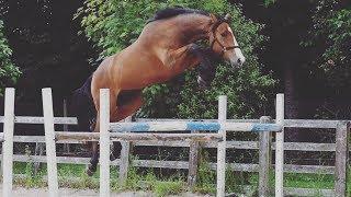 Loose Jumping our Homebred!