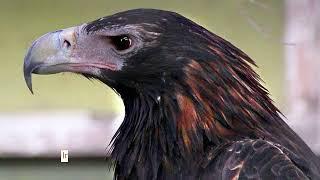 Australian Wedge-Tail Eagle: Facts You Won't Believe!