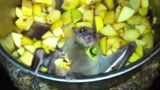 Egyptian fruit bat eating in the food bowl