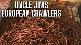 Uncle Jim's Worm Farm European Nightcrawlers