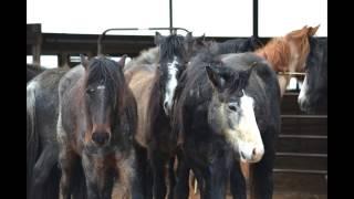 Jack Lieser's Nokota® Young Horse Handling Clinic Texas 2015