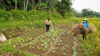 Prepare soil for sowing giant mustard seeds and take care of the vegetable garden – Ly Tieu Tuyet