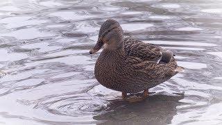 Enten im Stadtpark