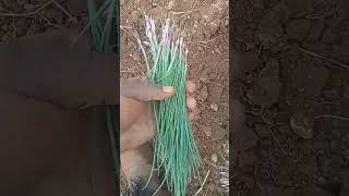 Onions nursery transplanting #onion #keffarmer
