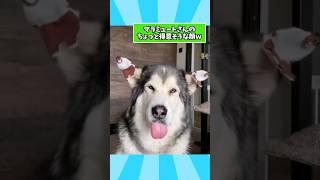 アラスカン・マラミュートさんの動画見て笑ったら寝ろwwwwwww