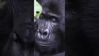 Mountain Gorilla  see full video on @JensT4  #uganda #bwindi #gorilla #mountaingorilla