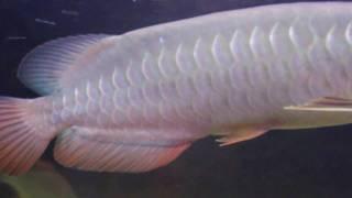 Arowana Purple part 3