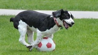 Dogs Playing Soccer/Football