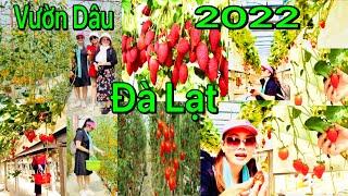 Trải Nghiệm Hái Dâu Trong Vườn Tại Đà Lạt Như Thế Nào | Vườn Dâu Đà Lạt 2022